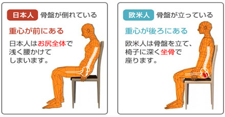 日本人 骨盤が倒れている 重心が前にある 日本人はお尻全体で浅く腰かけてしまいます。 | 欧米人 骨盤が立っている 重心が後ろにある 欧米人は骨盤を立て、椅子に深く坐骨で座ります。